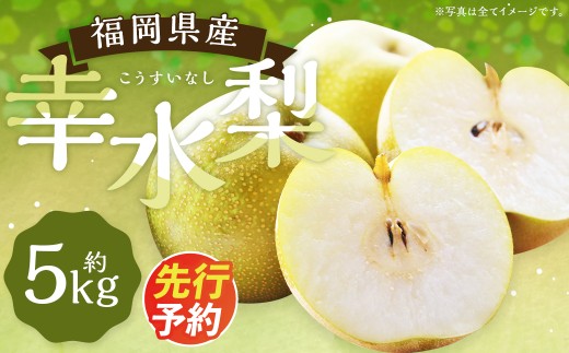 数量限定 幸水梨 約5kg 9～12玉【2026年7月下旬～8月下旬発送】 ナシ
