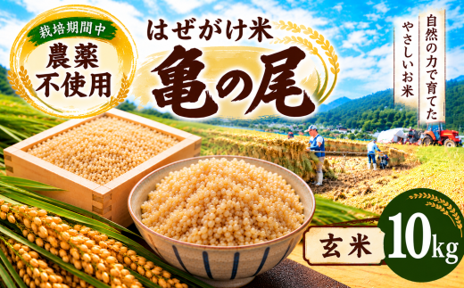 自然栽培米 玄米10kg 栽培期間中 農薬不使用】はぜがけ米 亀の尾（玄米）10kg | 米 国産