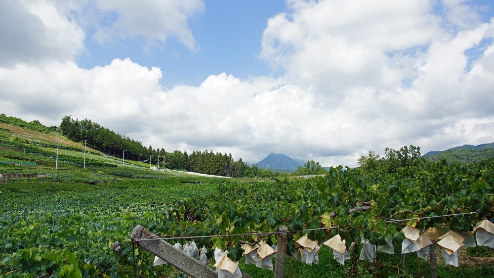 「敷島醸造」の自社農場である葡萄畑