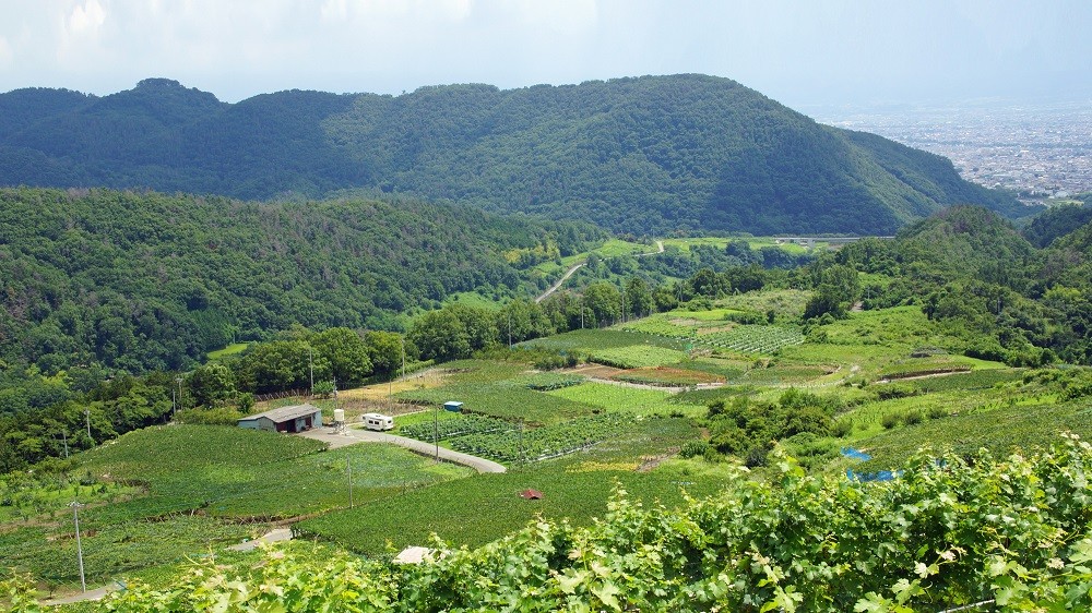 標高600ｍの肥沃な土壌で、葡萄栽培の適地とされています。