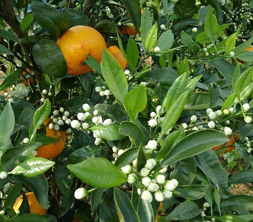 花と実を同時につける珍しい柑橘