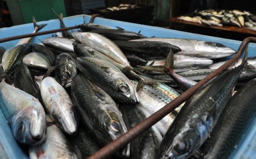 漁港直送の鮮度抜群の魚。大漁です!