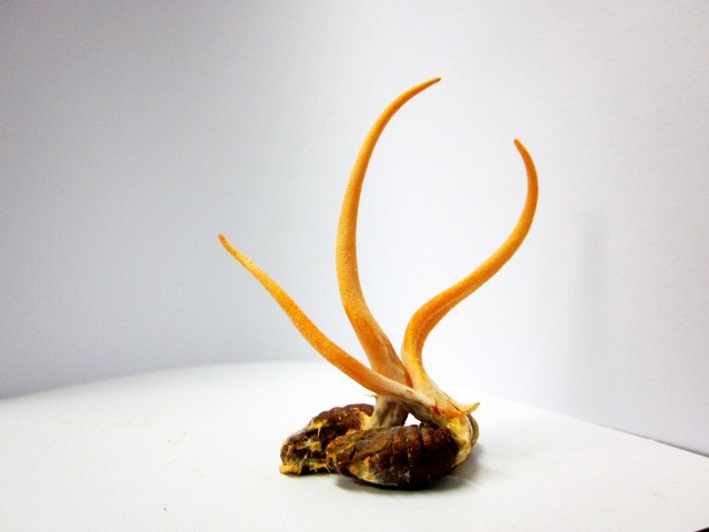 冬虫夏草のサンプル、高さは約10cm。