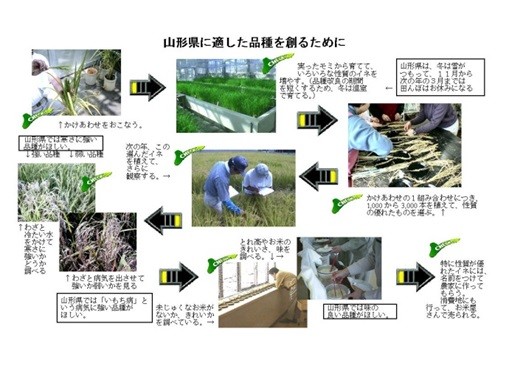 お米の新品種開発における作業工程の概要