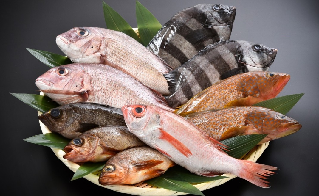 魚好きも満足!日本海の海の幸に舌鼓を!