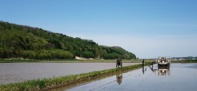 あぜ道を走って、苗の補充。
