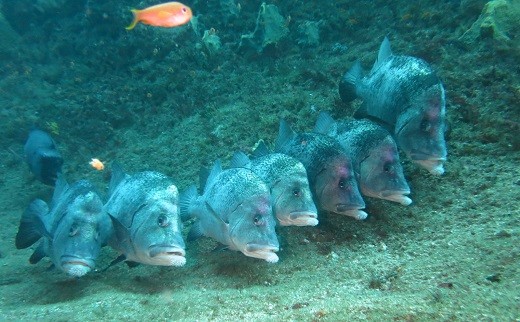 行儀よく整列。魚たちが織りなす風景がたっぷり