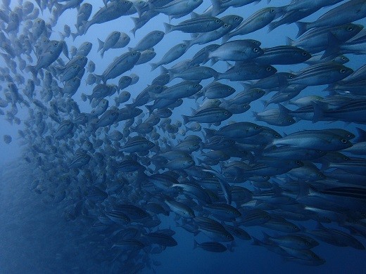 海のラッシュアワー