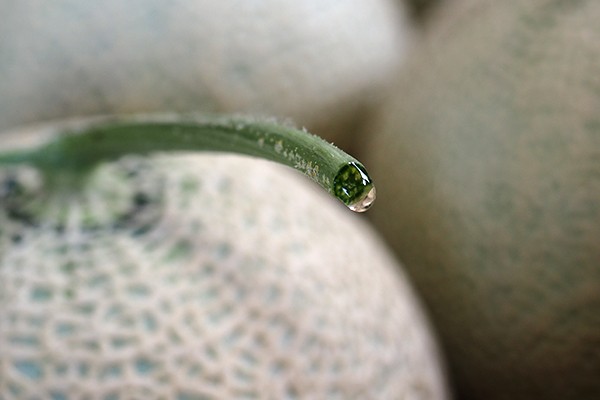 収穫直後のヘタから蜜が流れているところ
