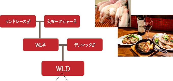 デュロックファームの豚の銘柄は「三元豚」