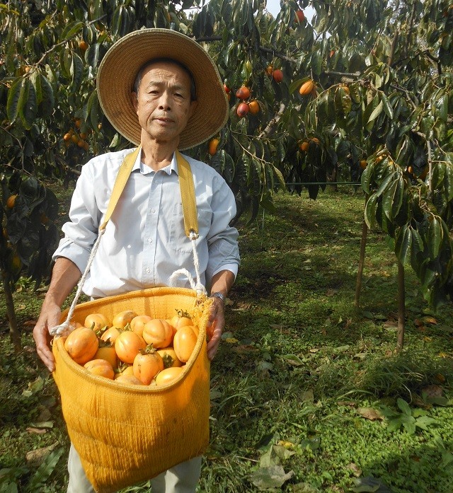 有機ＪＡＳ認証の西条柿を栽培する村上さん