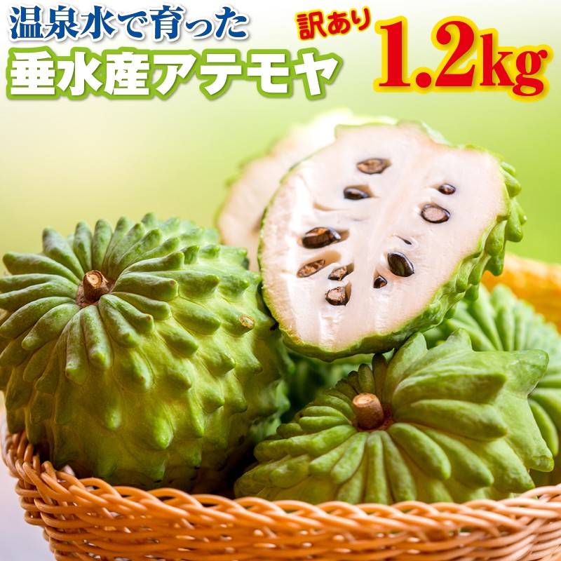 A1-2288/訳あり!ご自宅用 垂水産アテモヤ1.2kg