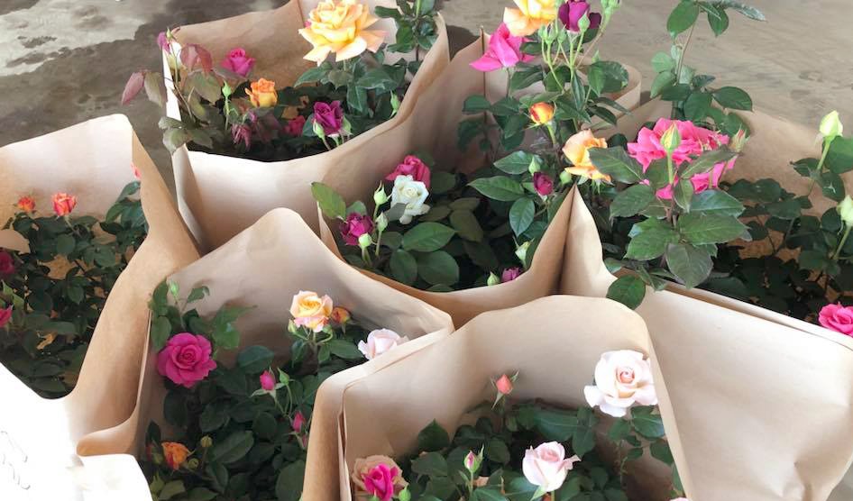 丈夫な品種のバラを選んで、鉢植えにしています。(写真は4月末撮影)