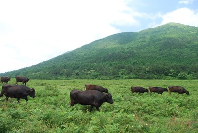 三瓶山の草原で放牧されるかわむら牧場の牛たち