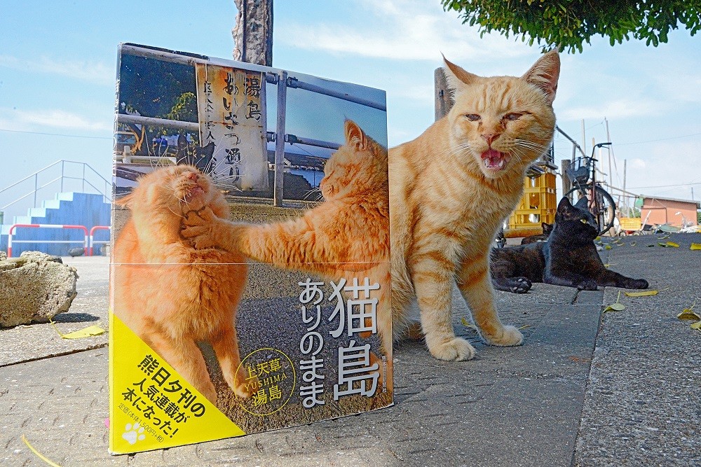 写真