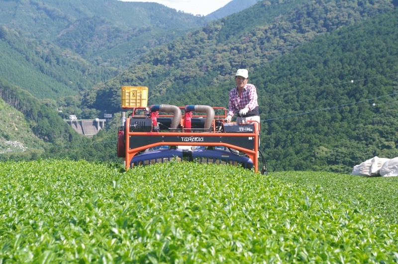 孕石さんの作業風景 「こみなみ」の摘み取り