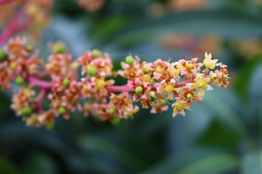 マンゴーの花!!