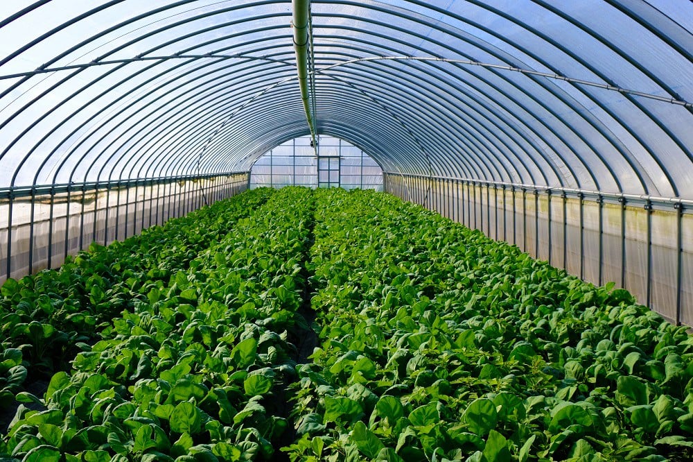 定期便 川辺農園の季節の中華野菜セット 12ヶ月 福岡県小郡市 ふるさと納税 ふるさとチョイス