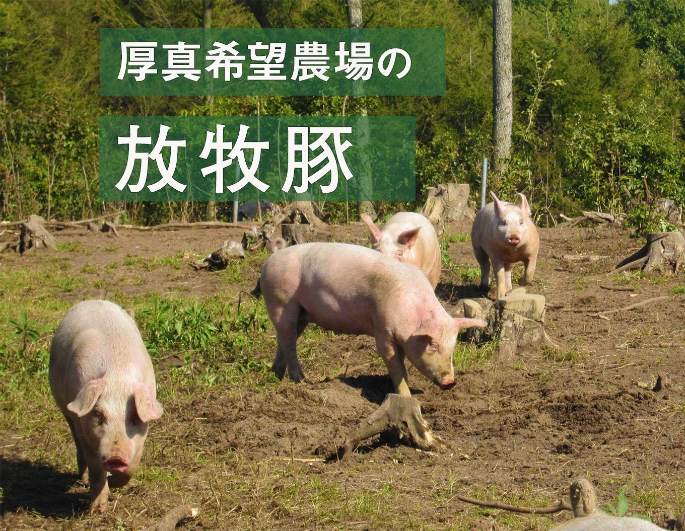 厚真希望農場で育った放牧豚の無添加ソーセージセット - 北海道厚真町 | ふるさと納税 [ふるさとチョイス]