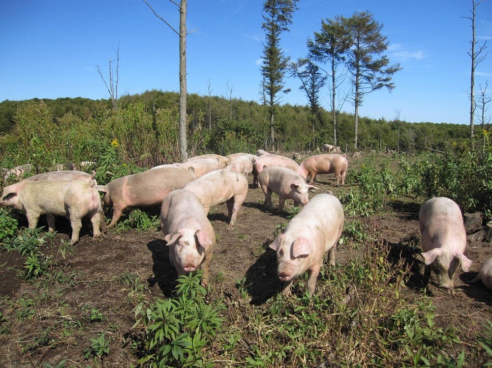 厚真希望農場で育った放牧豚のスライス肉セット - 北海道厚真町｜ふるさとチョイス - ふるさと納税サイト