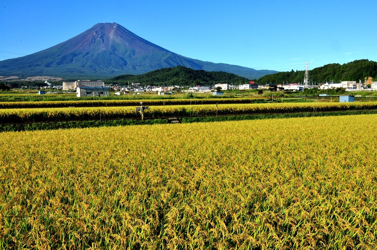 令和2年 富士吉田産ミルキークイーン 2 3kg 2袋 山梨県富士吉田市 ふるさと納税 ふるさとチョイス