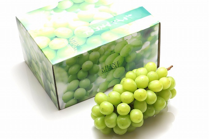 贈答品クラスのシャインマスカット! 簡易のし対応いたします!