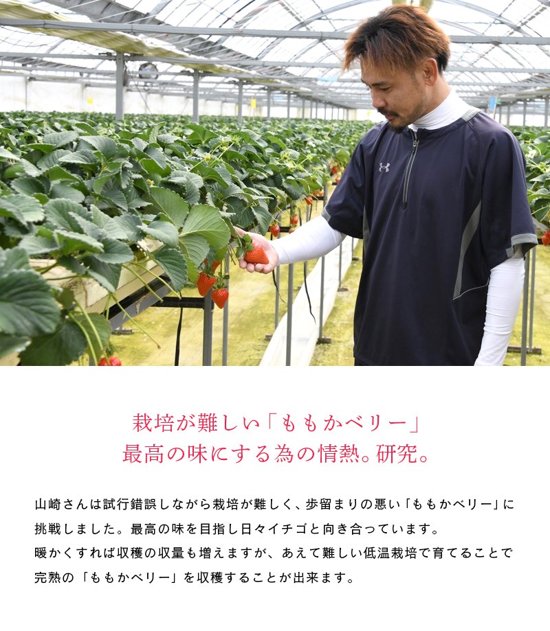 栽培が難しい「ももかベリー」を最高の味にする為の情熱。研究。