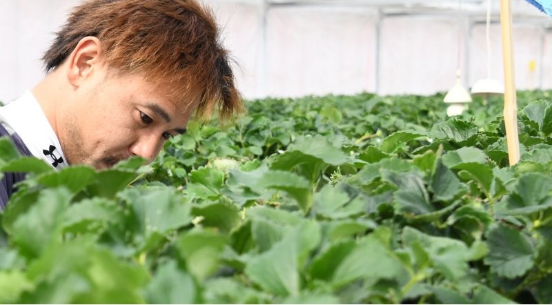 ももかベリーは薄いピンク。まるで桃のような香りのイチゴです。