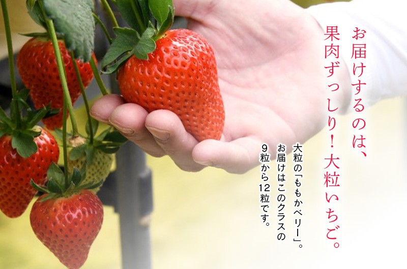ももかベリーのカット。中は白い果肉。甘味がギュッと詰まってます♪
