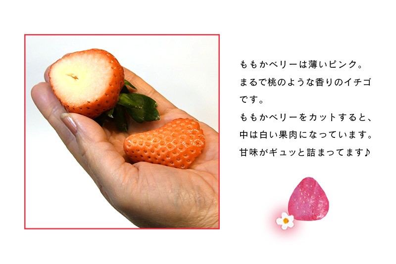 大粒の「ももかベリー」。お届けはこのクラスの9粒から12粒です。