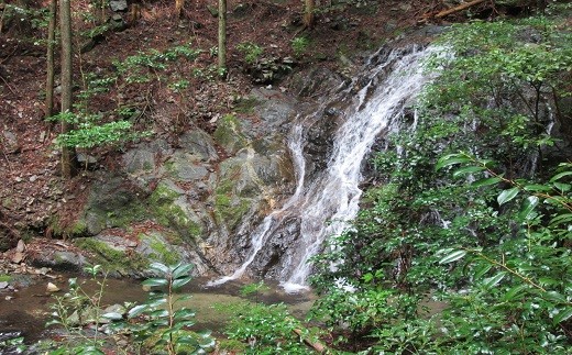 【白猪山山系を源にする天然水】