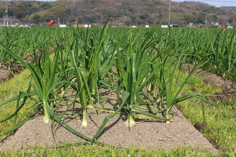 写真は玉ねぎを栽培中に撮影したものです