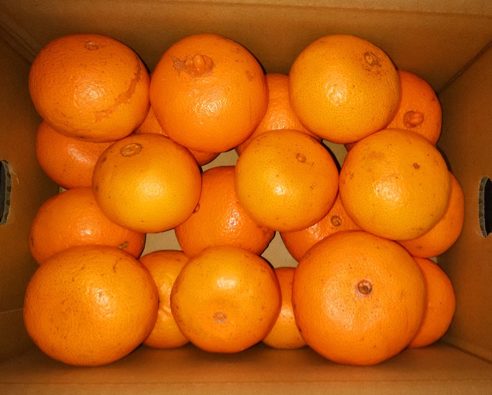 まさき 柑橘 は