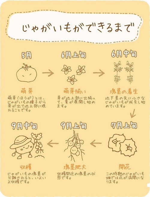 じゃがいもができるまで