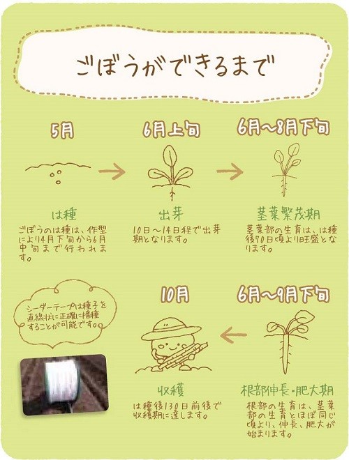 めむろごぼうができるまで