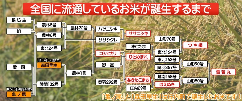 「亀の尾」と「森田早生」の発見でたくさんの品種が誕生しました。