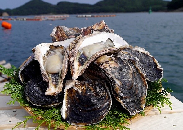 細島岩ガキは生育速度が速く大粒濃厚でクリーミー、プリプリの食感が特徴