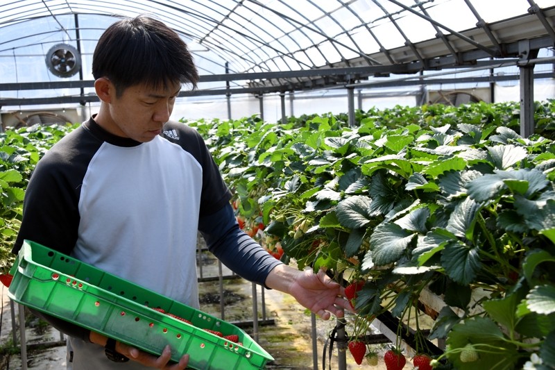 土作りにこだわり、天候によって水や肥料の与える量を変えています