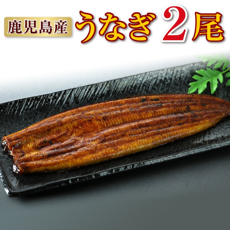A1-22123/鹿児島産 特上うなぎ2尾!