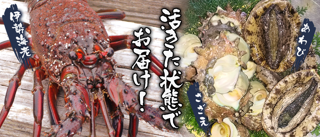 食のプロ御用達】天然 房州産！活き伊勢えび ２kg（約８～12尾） [0100