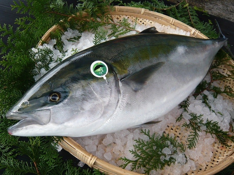 味よし!香りよし!見た目よし!かぼすブリです。