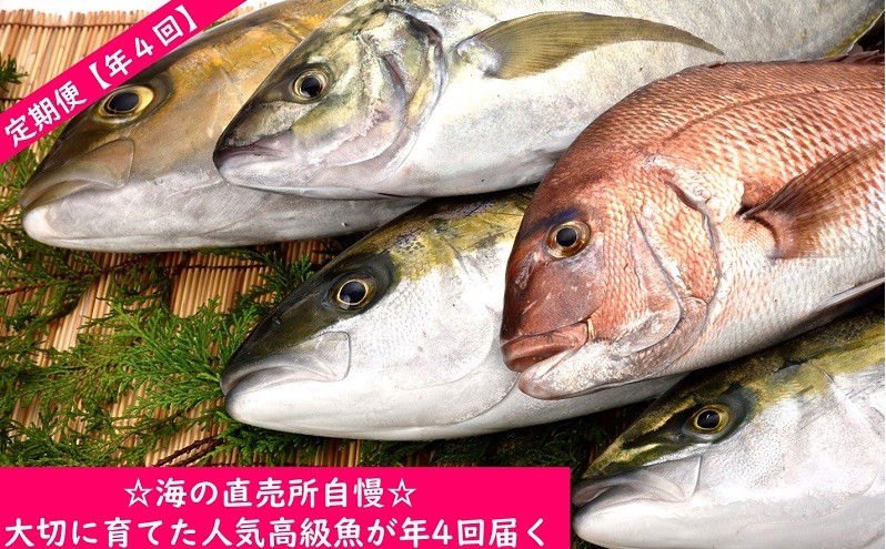 高級魚定期便 海の直売所自慢 大切に育てた人気高級魚が年4回届く 大分県佐伯市 ふるさと納税 ふるさとチョイス