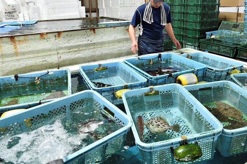 愛海の恵み 大分豊後水道産 養殖カンパチ 約3 4kg 1本 大分県佐伯市 ふるさと納税 ふるさとチョイス