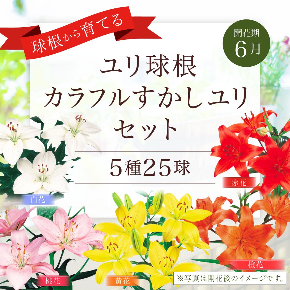 ユリ球根 カラフルすかしユリセット 5種 各5球 25球セット 高品質 宮崎県えびの市 ふるさと納税 ふるさとチョイス