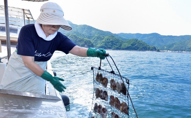 2~3年をかけて丹精込めて育てられる真珠~「浜揚げ」作業の様子~