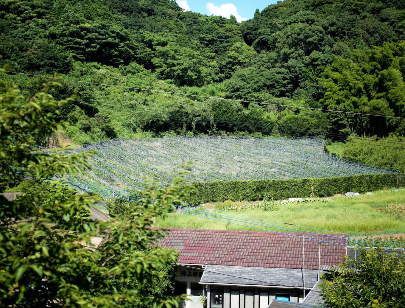 緑豊かなぶどう園で、長崎県唯一の「根域制限栽培」にチャンレンジ！