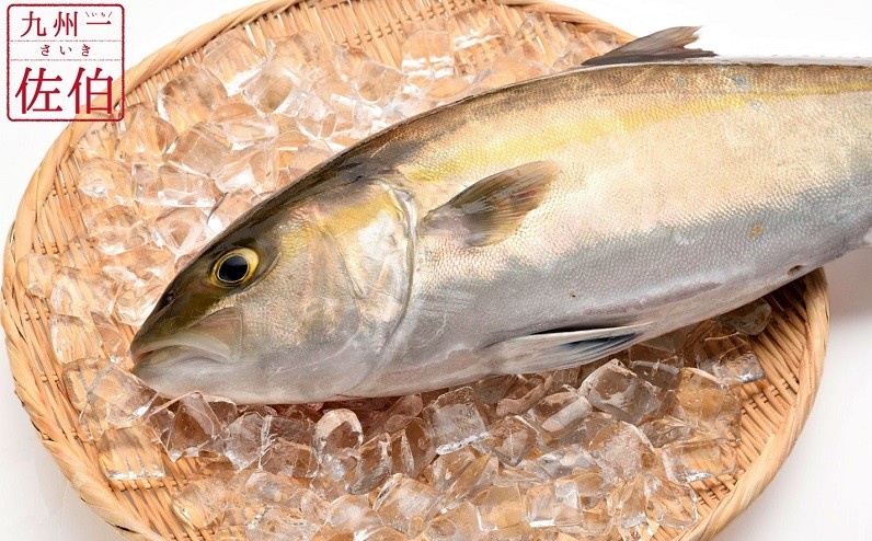 愛海の恵み 大分豊後水道産 養殖カンパチ 約3 4kg 1本 大分県佐伯市 ふるさと納税 ふるさとチョイス