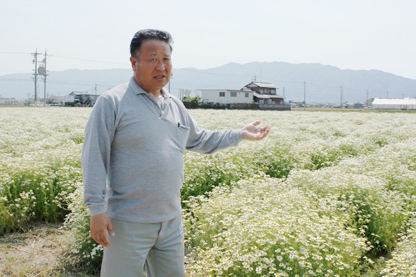 カミツレ畑を前に説明してくださる「大垣市薬草組合」組合長　名和正さん