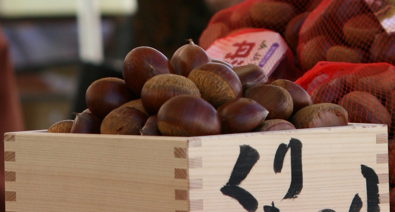 京丹波町の秋を代表する味覚・丹波栗。