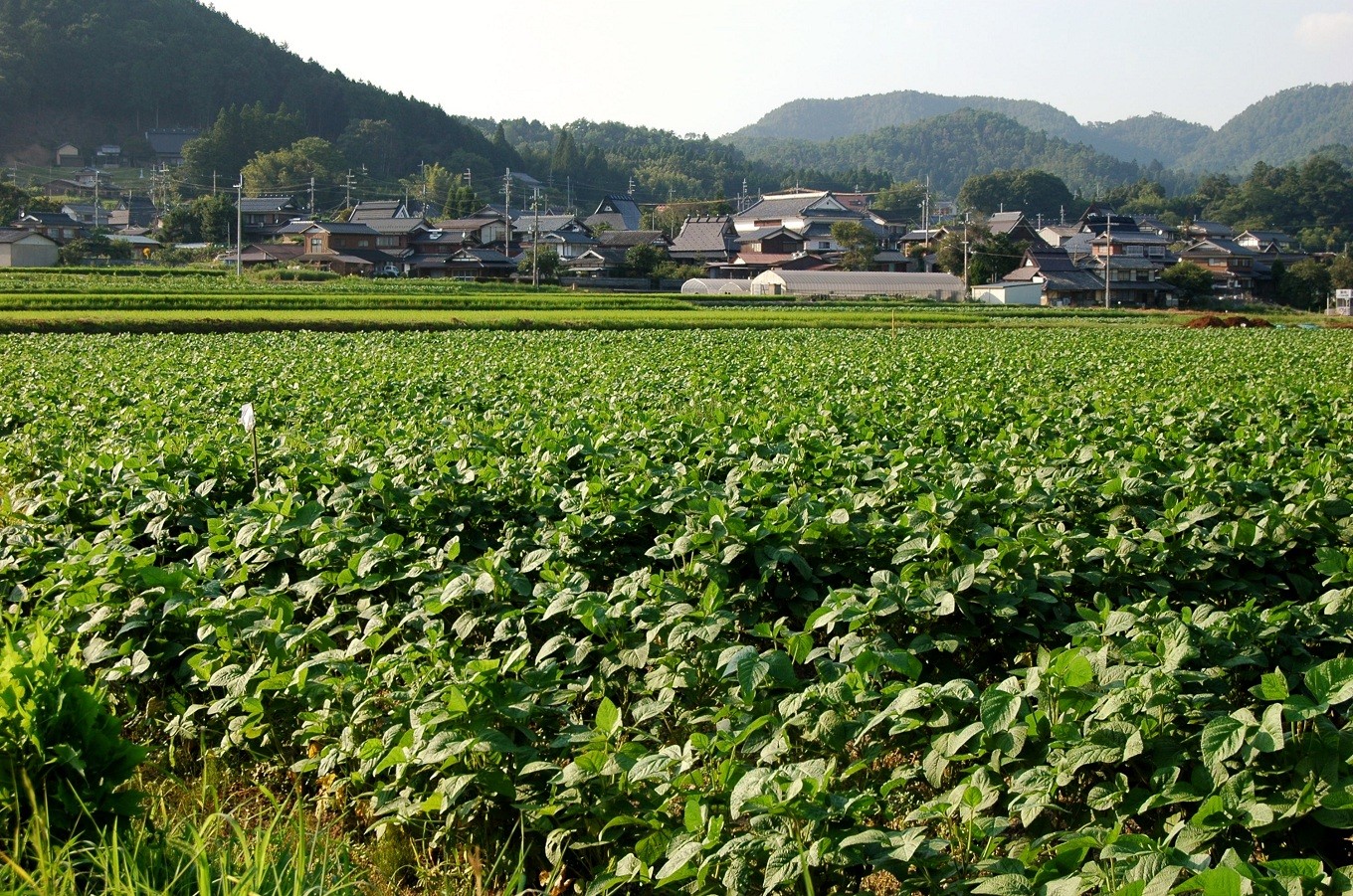 丹波黒大豆の一大生産地・京丹波町では、黒大豆畑が広がっています。